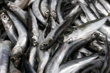 Sındırgı Belediyesi 10 Ton Hamsi Dağıtacak