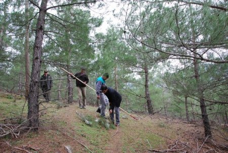 Sındırgı ormanlarında artan çamkese böceğiyle mücadele ediliyor