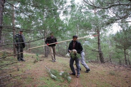 Sındırgı ormanlarında artan çamkese böceğiyle mücadele ediliyor