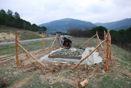 Sındırgı ormanlarında artan çamkese böceğiyle mücadele ediliyor
