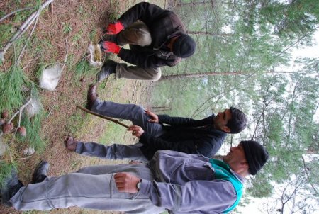 Sındırgı ormanlarında artan çamkese böceğiyle mücadele ediliyor