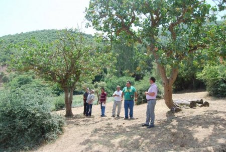 Sındırgı'da Çitlembik Ağaçlarına Yapılan Antep Fıstığı Aşıları Kontrol Edildi