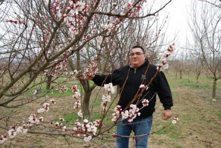 Sındırgı'da meyve ağaçları aldandı