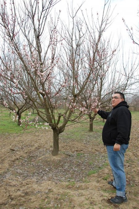 Sındırgı'da meyve ağaçları aldandı
