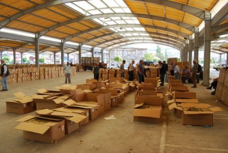 Sındırgı'da sezonun ilk tütün alımı yapıldı