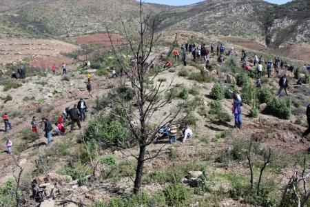 Sinerji Derneği bir günde 700 ağaç dikti
