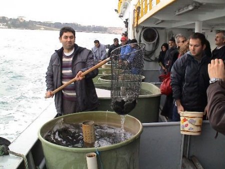 Sinop Açıklarında 10 Bin Kalkan Yavrusu Denize Bırakıldı
