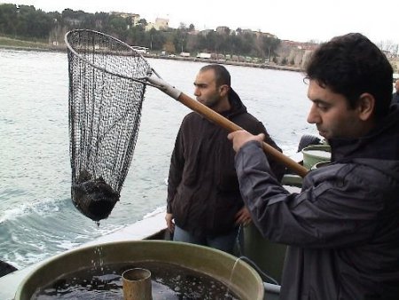 Sinop Açıklarında 10 Bin Kalkan Yavrusu Denize Bırakıldı