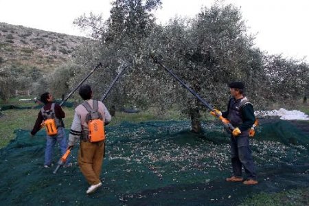 Sırıkla Toplanan Zeytinler Yağ Kalitesini Düşürüyor
