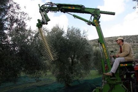 Sırıkla Toplanan Zeytinler Yağ Kalitesini Düşürüyor