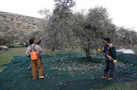 Sırıkla Zeytin Toplama Yağ Kalitesini Düşürüyor