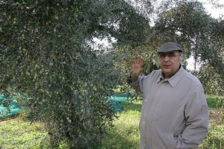 Sırıkla Zeytin Toplama Yağ Kalitesini Düşürüyor