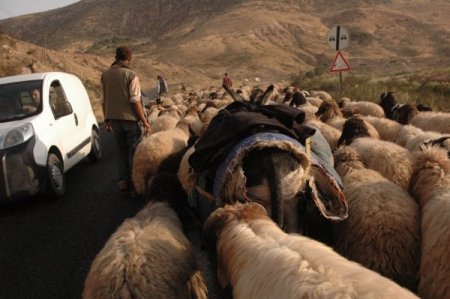 Şırnak ve çevresindeki yaylalarda konaklayan göçerler geri dönüyor