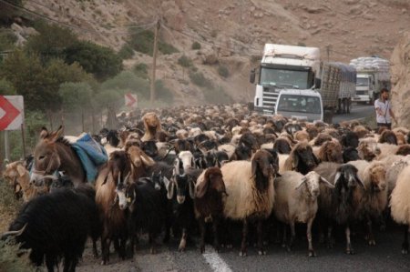 Şırnak ve çevresindeki yaylalarda konaklayan göçerler geri dönüyor