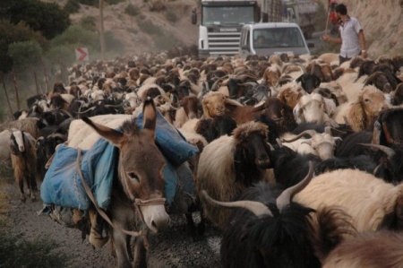 Şırnak ve çevresindeki yaylalarda konaklayan göçerler geri dönüyor