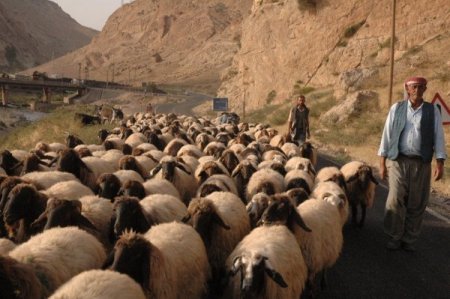 Şırnak ve çevresindeki yaylalarda konaklayan göçerler geri dönüyor