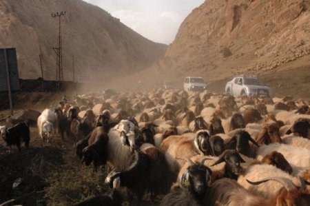 Şırnak ve çevresindeki yaylalarda konaklayan göçerler geri dönüyor