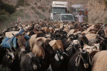 Şırnak ve çevresindeki yaylalarda konaklayan göçerler geri dönüyor