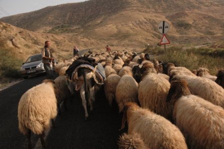 Şırnak ve çevresindeki yaylalarda konaklayan göçerler geri dönüyor