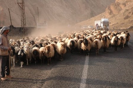 Şırnak ve çevresindeki yaylalarda konaklayan göçerler geri dönüyor