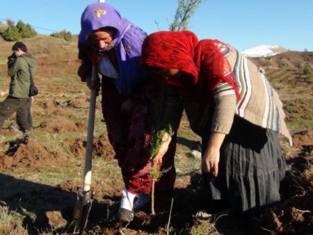 Şırnak’ta, AK Kadınlar Ormanı oluşturuldu