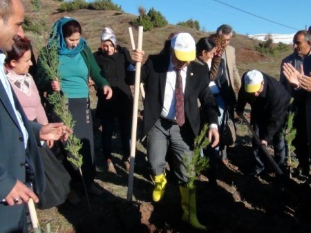 Şırnak’ta, AK Kadınlar Ormanı oluşturuldu