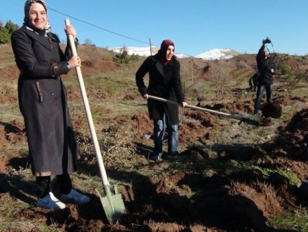 Şırnak’ta, AK Kadınlar Ormanı oluşturuldu