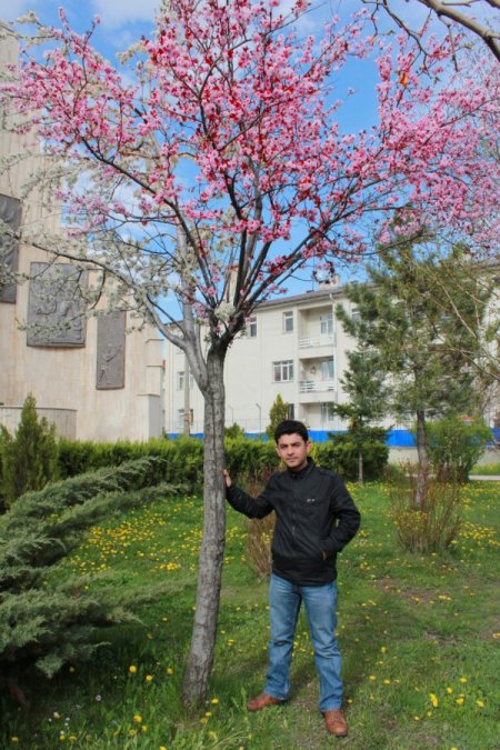 Sivas'ta Bir Fanatik Ağaç