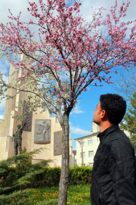 Sivas'ta Bir Fanatik Ağaç