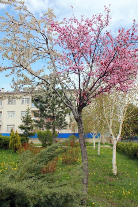 Sivas'ta Bir Fanatik Ağaç