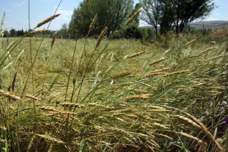 Sivas'ta Çiftçiler Borç Ertelemesinden Yararlanamayacak