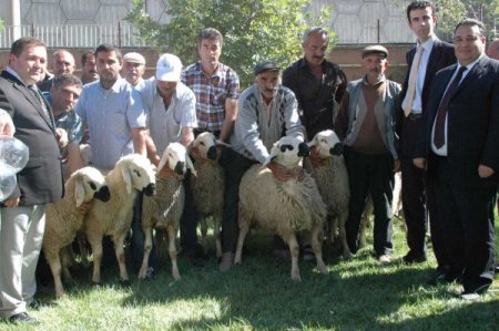 Sivas’ta çiftçilere damızlık koç dağıtıldı
