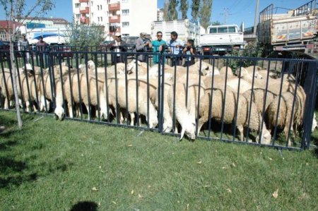 Sivas’ta çiftçilere damızlık koç dağıtıldı