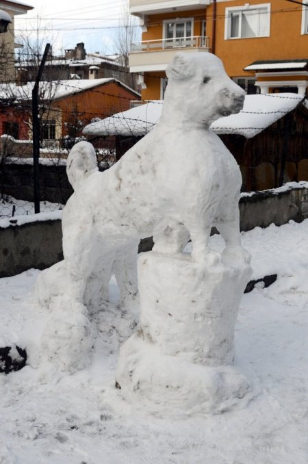 Sivas’ta kardan Kangal köpeği yaptılar