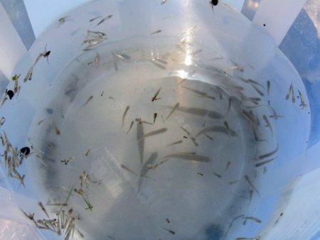 Sivrisineklerle Mücadelede Avcı Balıkları Kullanıyorlar