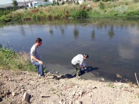 Sivrisineklerle Mücadelede Avcı Balıkları Kullanıyorlar
