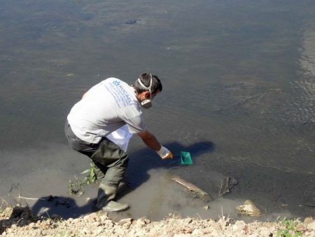 Sivrisineklerle Mücadelede Avcı Balıkları Kullanıyorlar