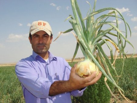 Soğan Fiyatındaki Artış Çiftçinin İlgisini Çekti