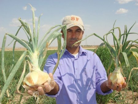 Soğan Fiyatındaki Artış Çiftçinin İlgisini Çekti