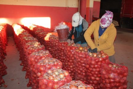 Soğan Üretiminde Makineleşme İşçi Ücretlerini Düşürdü