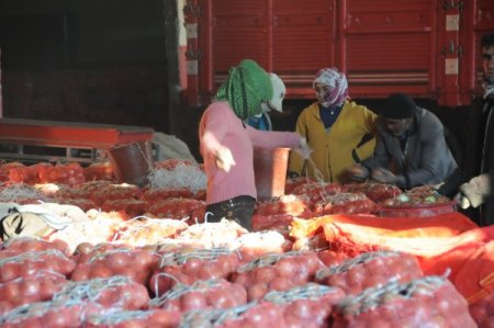 Soğan Üretiminde Makineleşme İşçi Ücretlerini Düşürdü