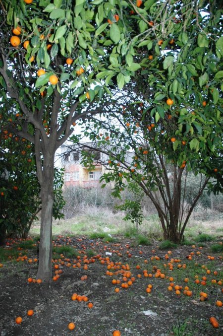 Soğuk Hava Hal Esnafını Da Olumsuz Etkiledi