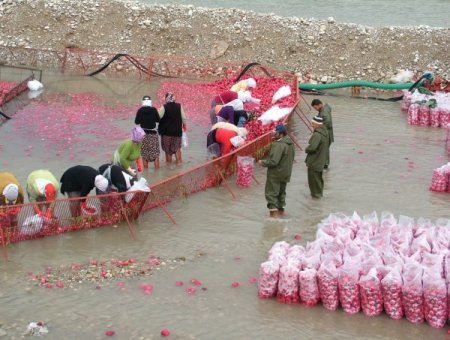 Soğuk Hava Turp Üreticisinin Yüzünü Güldürdü