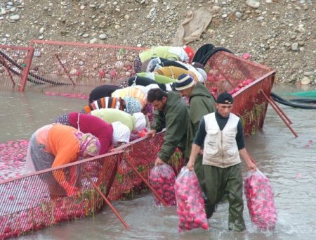 Soğuk Hava Turp Üreticisinin Yüzünü Güldürdü