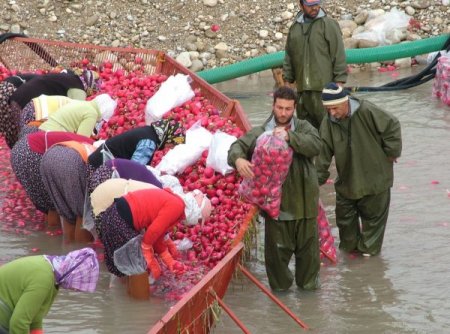 Soğuk Hava Turp Üreticisinin Yüzünü Güldürdü
