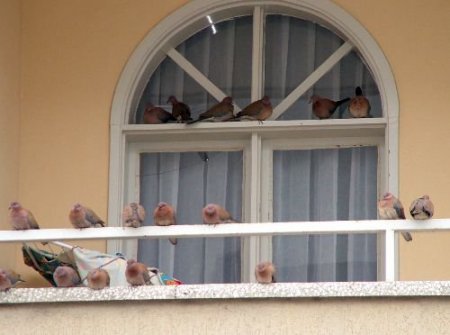 Soğuk Havadan Korunmaya Çalışan Kuşlar Pencereye Sığındı