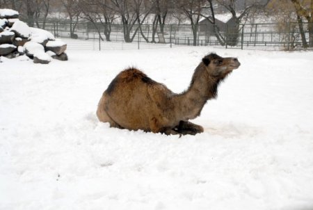 Soğuk Havaya Rağmen Hayvanat Bahçesinin Ziyaretçileri Eksik Olmuyor