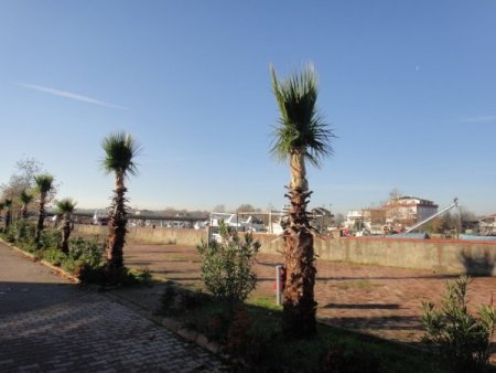 Soğuk havayı sevmeyen palmiyelere bezli koruma