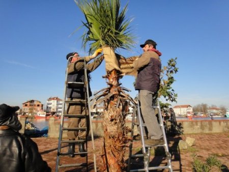 Soğuk havayı sevmeyen palmiyelere bezli koruma
