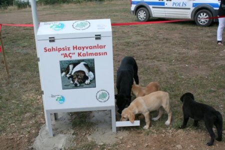 Sokak Hayvanları İçin Otomatik Yem Ve Su Makinesi Kondu